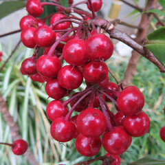 冬にマンリョウが赤い実をつけています