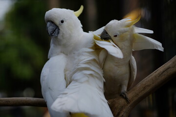 The small yellow-crested cockatoo or yellow-crested cockatoo is a medium-sized bird, about 35 cm...