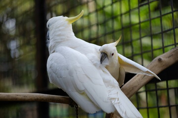 The small yellow-crested cockatoo or yellow-crested cockatoo is a medium-sized bird, about 35 cm...