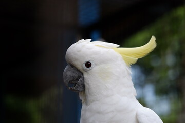 The small yellow-crested cockatoo or yellow-crested cockatoo is a medium-sized bird, about 35 cm long, from the genus Cacatua