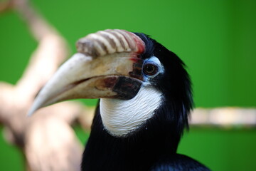 The Sulawesi hornbill is a species of hornbill in the family Bucerotidae that is endemic to Sulawesi

