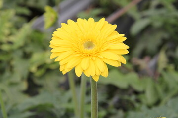 yellow flower