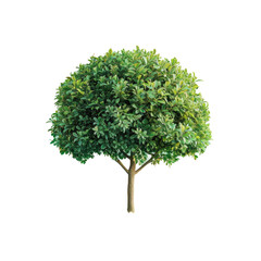 Fototapeta premium A small tree with lush green leaves in a flowerpot on a transparent background