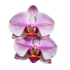 Naklejka na ściany i meble Orchid flower PNG image on a transparent background, Orchid image isolated on transparent png background