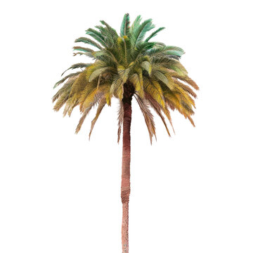 Green and yellow palm tree leaves on transparent background