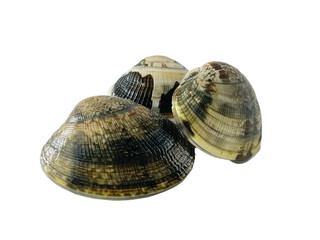 【PNG透過】春の味覚　獲れたて新鮮な浅利の貝3個