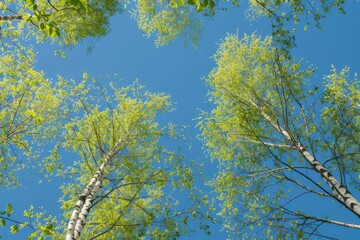 Birch tree with fresh green leaves on a summer day against the blue sky