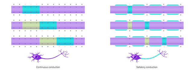 Action potential vector. Continuous conduction and Saltatory conduction. Unmyelinated axon and Myelinated axon.