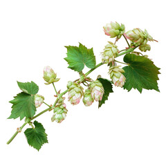Pink flowered subshrub hops with green leaves on transparent background on a transparent background