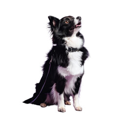 Companion dog of Canidae species standing on hind legs with transparent background