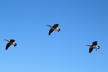 geese in flight, Gold Bar Park, Edmonton, Alberta
