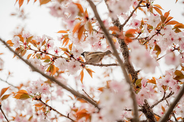 Spring banner, branches of blossoming cherry against background - 771933077