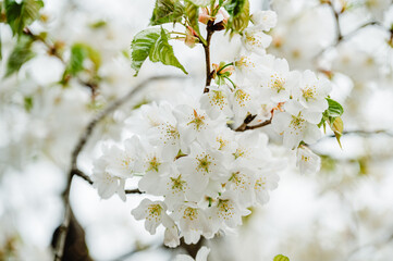 Spring banner, branches of blossoming cherry against background