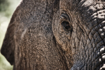 Animal, eye and closeup of elephant in nature with sustainable safari travel or conservation of environment. Natural, sanctuary and protection of ecology in Africa with eco friendly summer experience