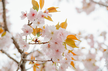Spring banner, branches of blossoming cherry against background - 771933673