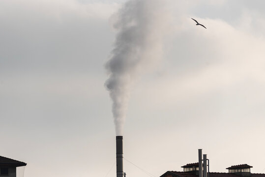 Industrial context with smoking chimney. and seagulls.