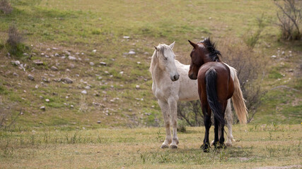 White wild horse stallion in head to head face off with dark bay stallion in the Arizona desert United States