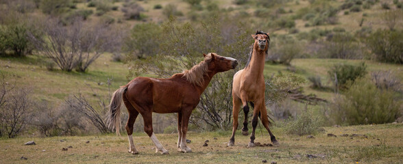 Wild horse stallions fighting in the Salt River wild horse management area near Mesa Arizona United...