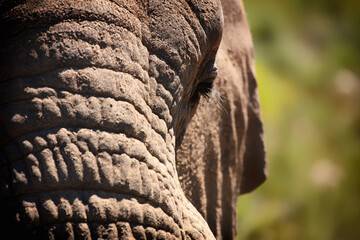 Elephant, eye and closeup of animal in nature with sustainable safari travel or conservation of environment. Natural, sanctuary and protection of ecology in Africa with eco friendly experience