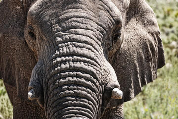 Elephant, closeup and tusk of animal in nature with sustainable safari travel or conservation of environment. Natural, Ivory and ecology protection in Africa with eco friendly experience at sanctuary