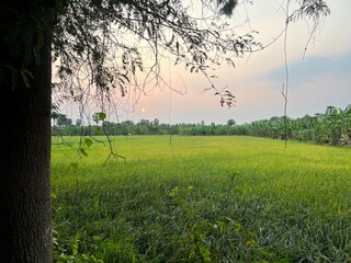 Green and yellow rice fields and tree during sunset with sky.