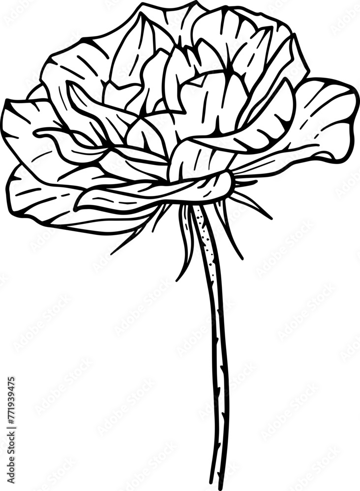 Poster hand drawn blossom rose