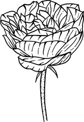 Hand drawn blossom rose