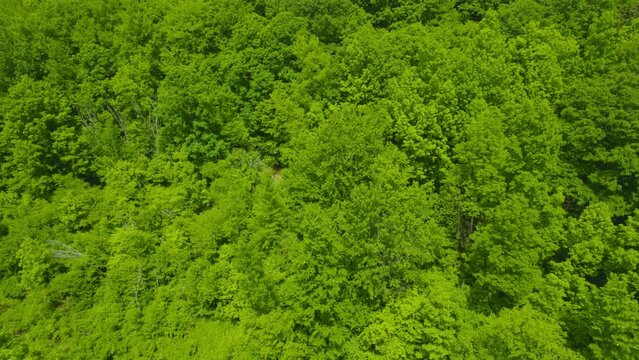 Flying over a hillside forest during the middle of summer.