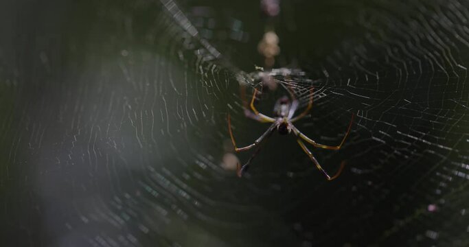 Golden Silk Banana Spider on web - extreme close up to web