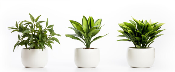 Green Plants Set in White Background