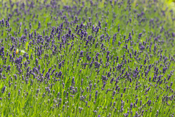 Blooming lavender in the meadow