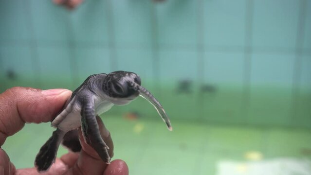 Baby Turtle
