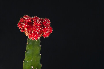 Closeup of a chin cactus - obrazy, fototapety, plakaty