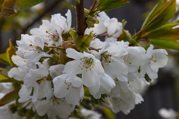 Flowering cherry tree.