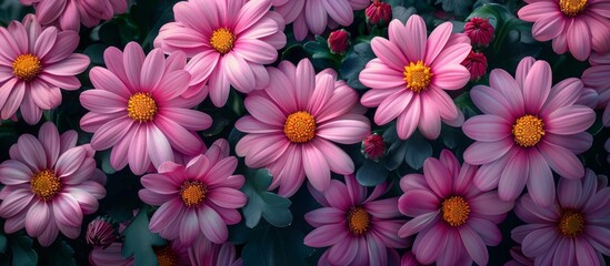 A large group of purple chrysanthemums in a top view, full frame photograph, in high definition.