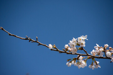 桜の枝