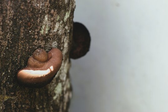mushroom grow on a tree with copy space area