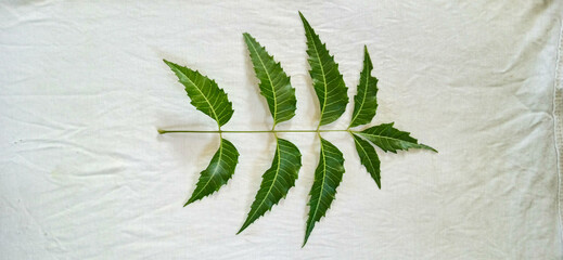 Neem Leaf. Green neem Leaves. Kohomba. Sri Lanka neem.