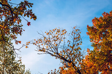 Yellow leaves of tree crowns against a background of blue sky on an autumn sunny day. In the park. - 771949829