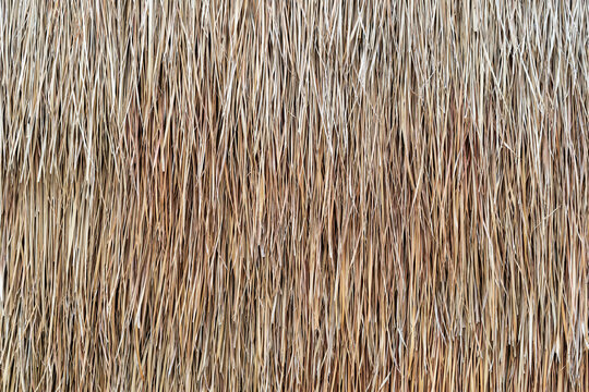 straw wall by dry grass to hay stack background or brown nature roof texture for decor architecture by countryside house to natural agriculture wallpaper with pattern copy space