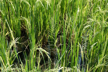Landscape newly planted paddy rice fields in the countryside of Thailand