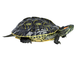 Painted Turtle Ocadia Sinensis on White