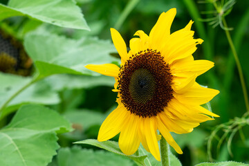 Obraz premium Close-up of a common sunflower (helianthus annuus) with bright yellow petals in sunshine