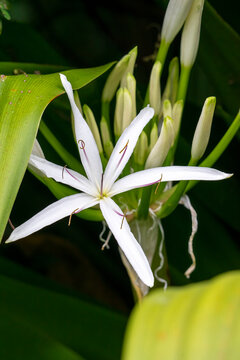 White flower of a swamp lily (crinum pedunculatum) 