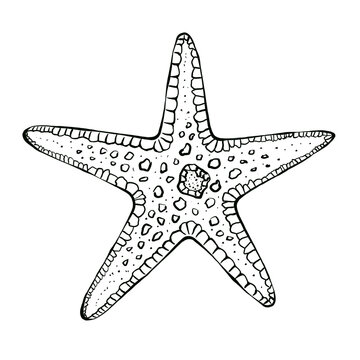 Underwater world with sea animals. Hand drawn graphic illustration of a starfish. Drawn in black ink in sketch style. Isolated on white background, design for packaging, children's coloring books
