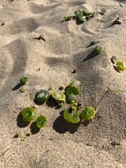 plant in the sand