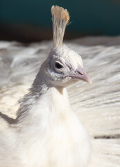 Portrait of a white peacock in the zoo