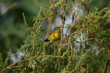 Yellow prairie warbler in Everglades National Park, Florida