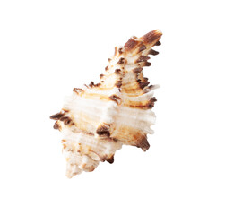 Obraz na płótnie Canvas Sea shell isolated on white background. Close-up