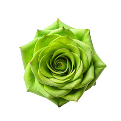 Green rose isolated on transparent background.